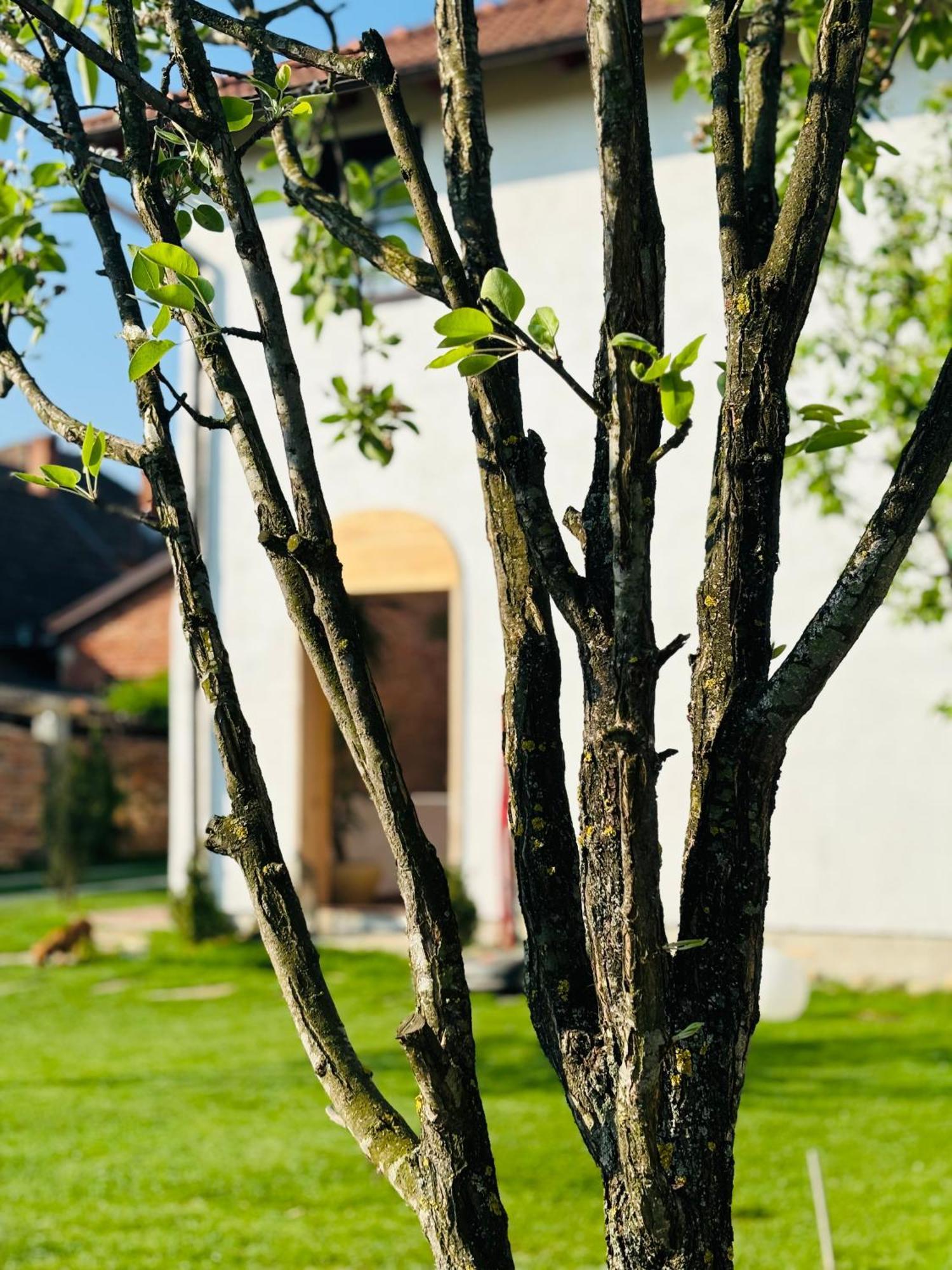 Elma Guesthouse Alba Iulia Buitenkant foto